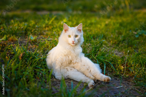 Beautiful white fluffy cat sits on the green grass under the sun.