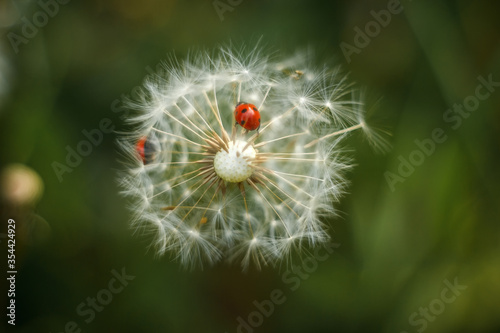 Closeup of ladybug sitting on dandelion seeds on green background. Film photography with artistic noise and blur