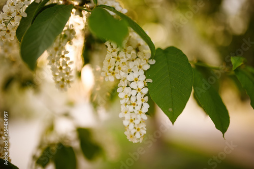 Bird Cherry Tree in Blossom. Close-up of a Flowering Prunus Avium Tree with White Little Blossoms. View of a blooming Sweet Bird-Cherry Tree in Spring