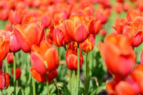 red tulips flowers close up blooming in the garden spring card