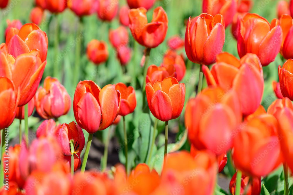 red tulips flowers close up blooming in the garden spring card red tulips flowers close up blooming in the garden spring card