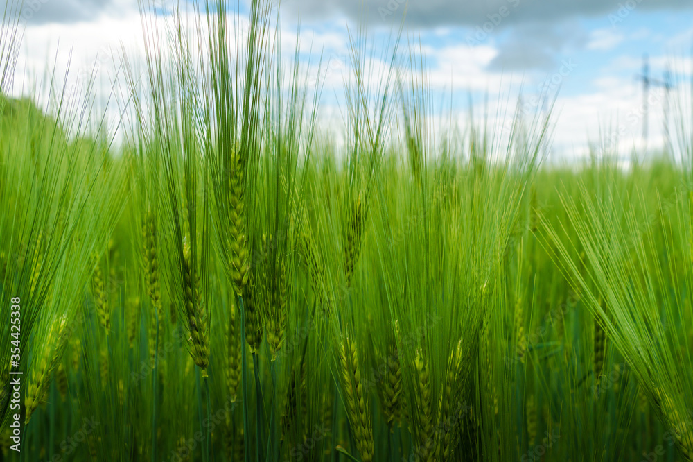 Young green barley with long spikelets growing summer on agricultural field