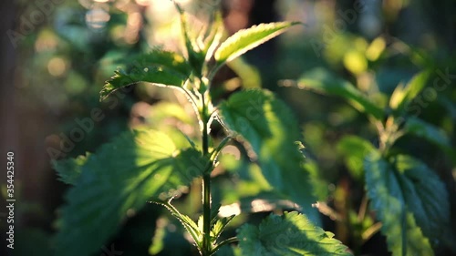 Green common nettle in sunset light with bright rays background in the summer garden