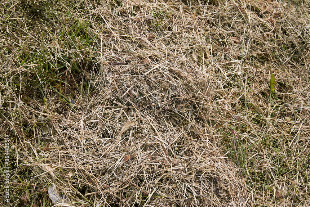 Dried mown grass in summer. Hay.