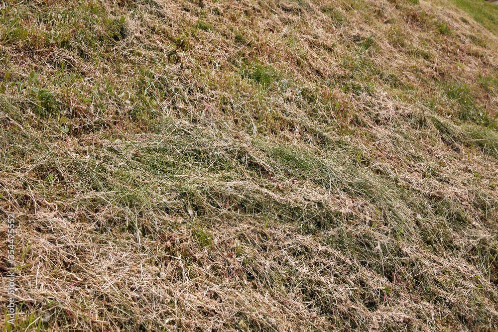 Dried mown grass in summer. Hay. Dried mown grass in summer. Hay.
