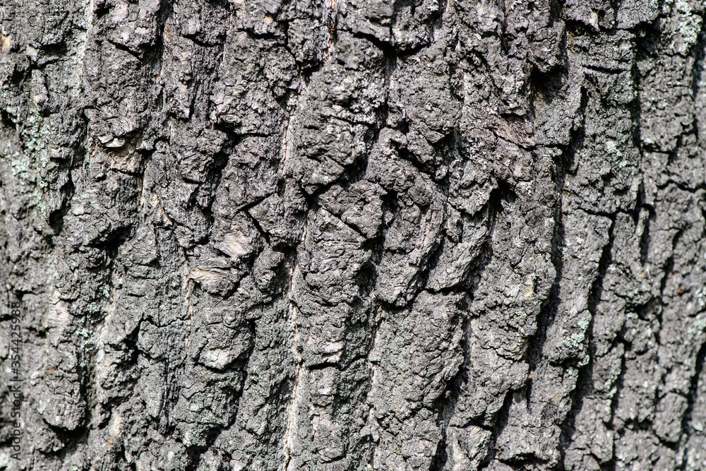 Relief texture tree trunk of the fray bark photo of a tree bark texture Relief creative texture of an old oak bark Relief texture tree trunk of the fray bark photo of a tree bark texture Relief creative texture of an old oak bark