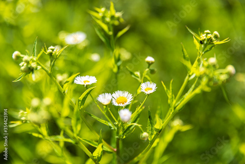 Fototapeta Naklejka Na Ścianę i Meble -  Young and small Daisy flowers