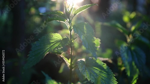 Green common nettle in sunset light with bright rays background in the summer garden