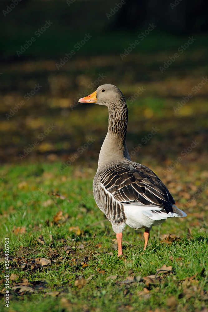 Adult wild graylag goose on grass Adult wild graylag goose on grass
