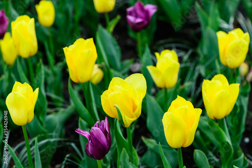 yellow and purple tulips flowers close up blooming in the garden spring card