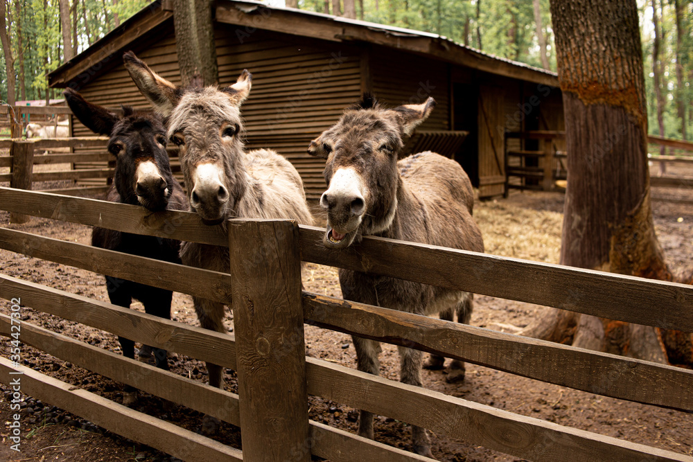 Three beautiful donkeys in a wooden paddock looking at the camera Three beautiful donkeys in a wooden paddock looking at the camera