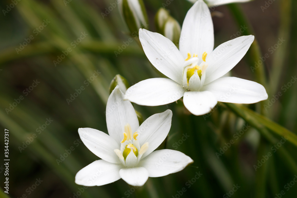 White Ornithogalum flowers on a green background White Ornithogalum flowers on a green background