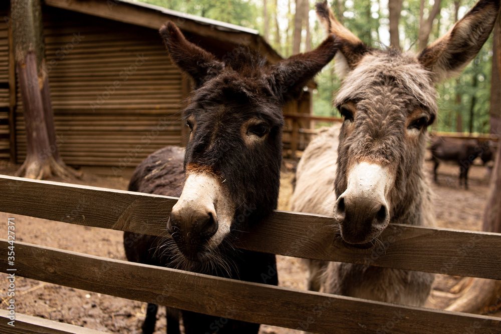 Two beautiful donkeys in a wooden paddock looking at the camera Two beautiful donkeys in a wooden paddock looking at the camera
