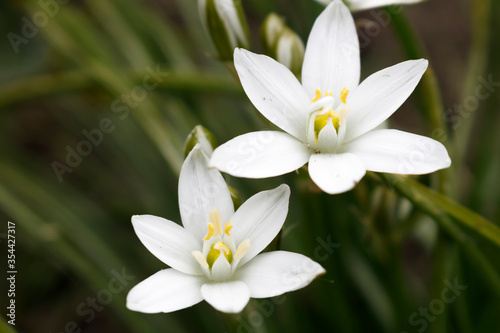 White Ornithogalum flowers on a green background