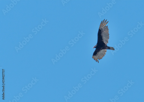 A Turkey Vulture glides high in the blue sky