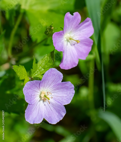 A beautiful Wild Geranium blooming