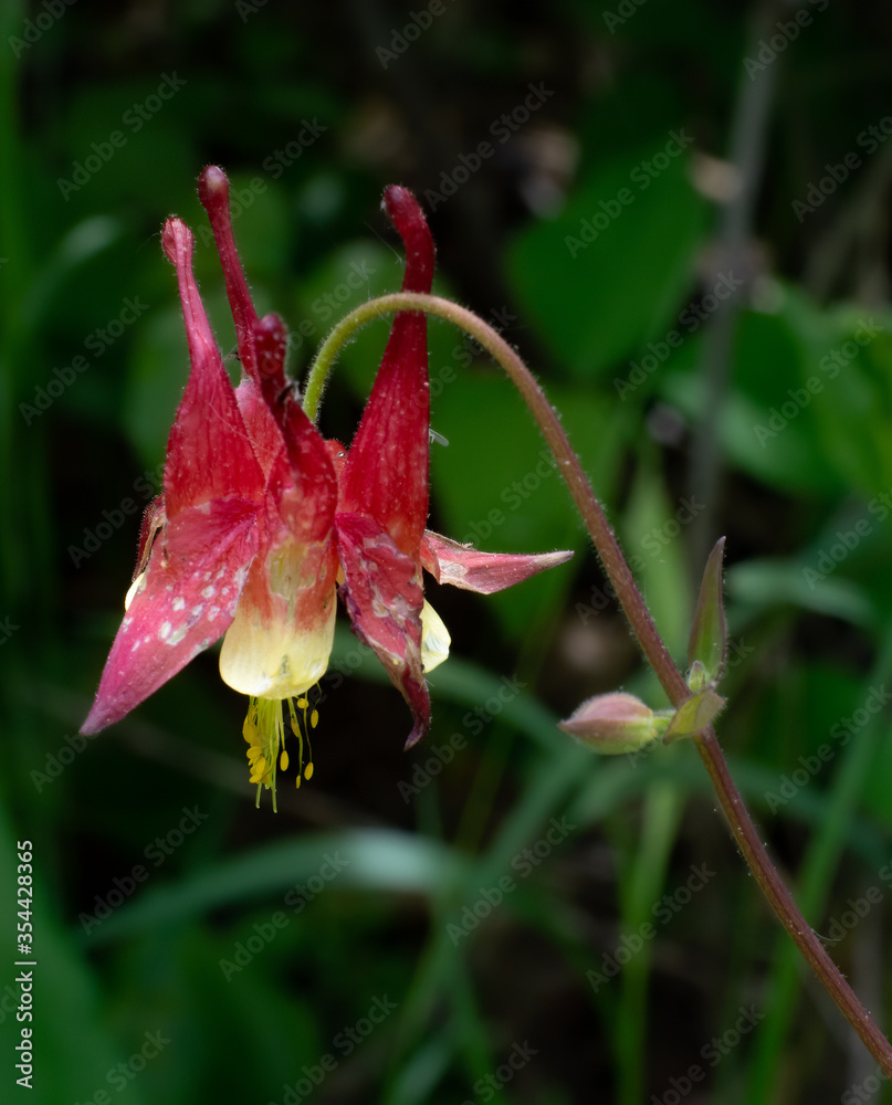 Red Columbine in bloom