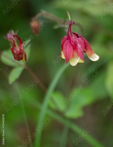 A red columbine looks like a bell blooming in spring