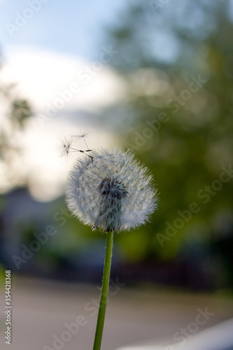 dandelion in the wind