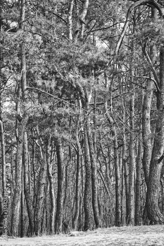 vertical black and white photo of the forest