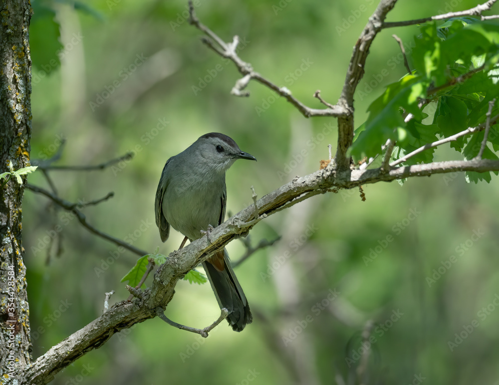 A Grey Catbird perches in the trees