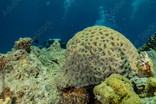 Coral reef and water plants in the Red Sea, Eilat Israel 