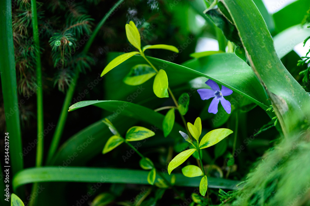Fresh spring green leaves of garden plant with flower Macro shot background Fresh spring green leaves of garden plant with flower Macro shot background