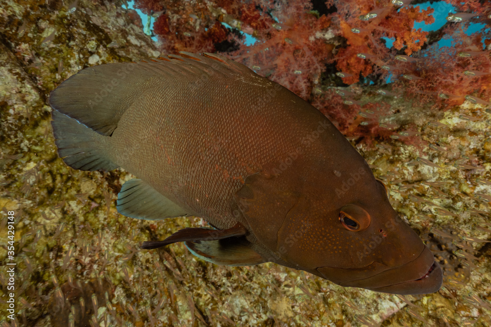 Fish swim in the Red Sea, colorful fish, Eilat Israel
