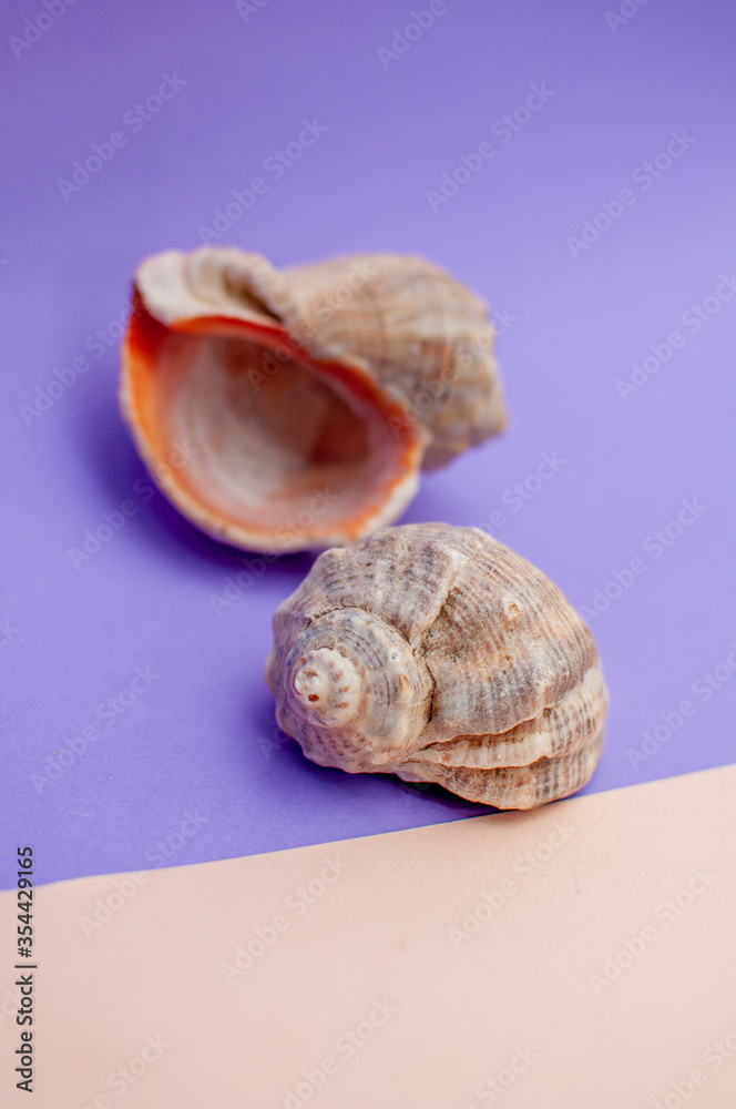 Sea natural shells, original pattern of marine life. Violet pink background. Safety Shelter for mollusks and crustaceans isolate. Sea food. Sea natural shells, original pattern of marine life. Violet pink background. Safety Shelter for mollusks and crustaceans isolate. Sea food.