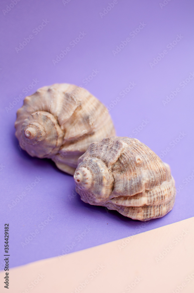 Sea natural shells, original pattern of marine life. Violet pink background. Safety Shelter for mollusks and crustaceans isolate. Sea food.