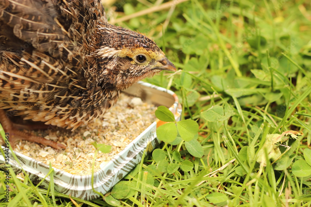 Obraz premium young quail at a feeding bowl