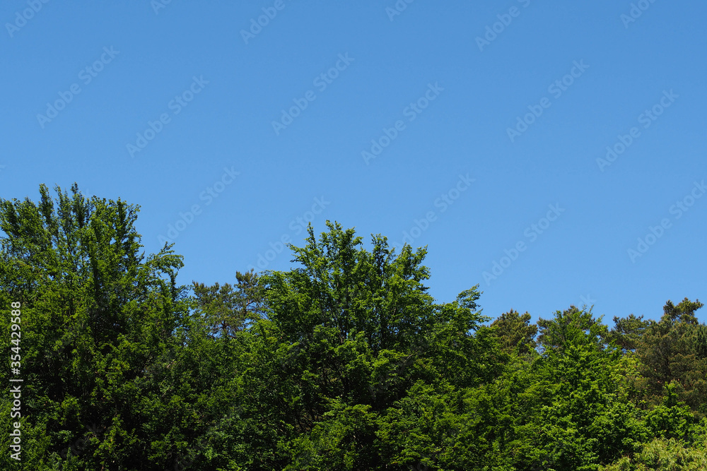 green tree tops in a horizontal line and blue sky on a Sunny day