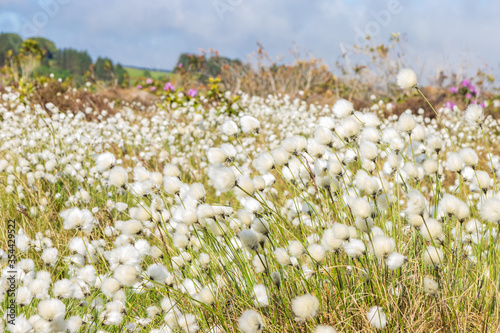 Dense area of Cottongrass  eriophorum angustifolium  wild plants blowing in the wind