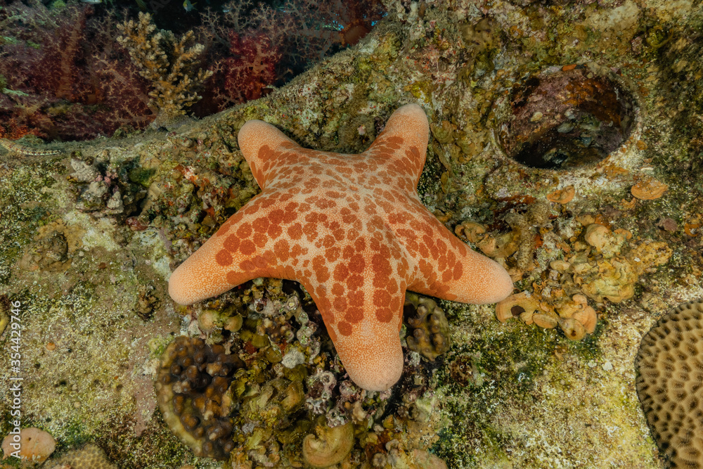 Starfish On the seabed in the Red Sea, eilat israel
Starfish On the seabed in the Red Sea, eilat israel