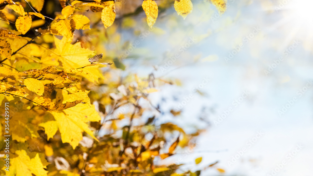 Yellow maple leaves on a tree on a light background with sunlight, copy space