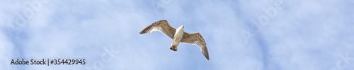 Gull flying in the blue sky