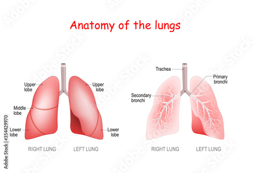 anatomy of the human lungs. lobes, trachea and bronchi.