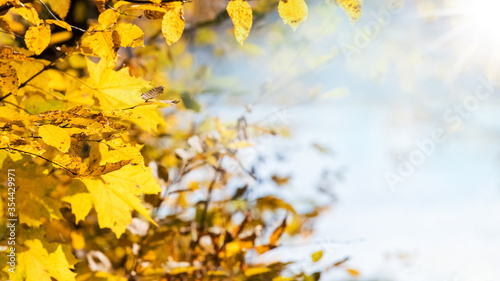 Yellow maple leaves on a tree on a light background with sunlight, copy space