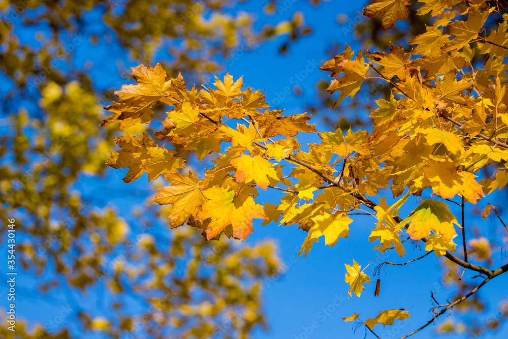 Maple branch with bright yellow leaves on a background of blue sky in sunny weather Maple branch with bright yellow leaves on a background of blue sky in sunny weather