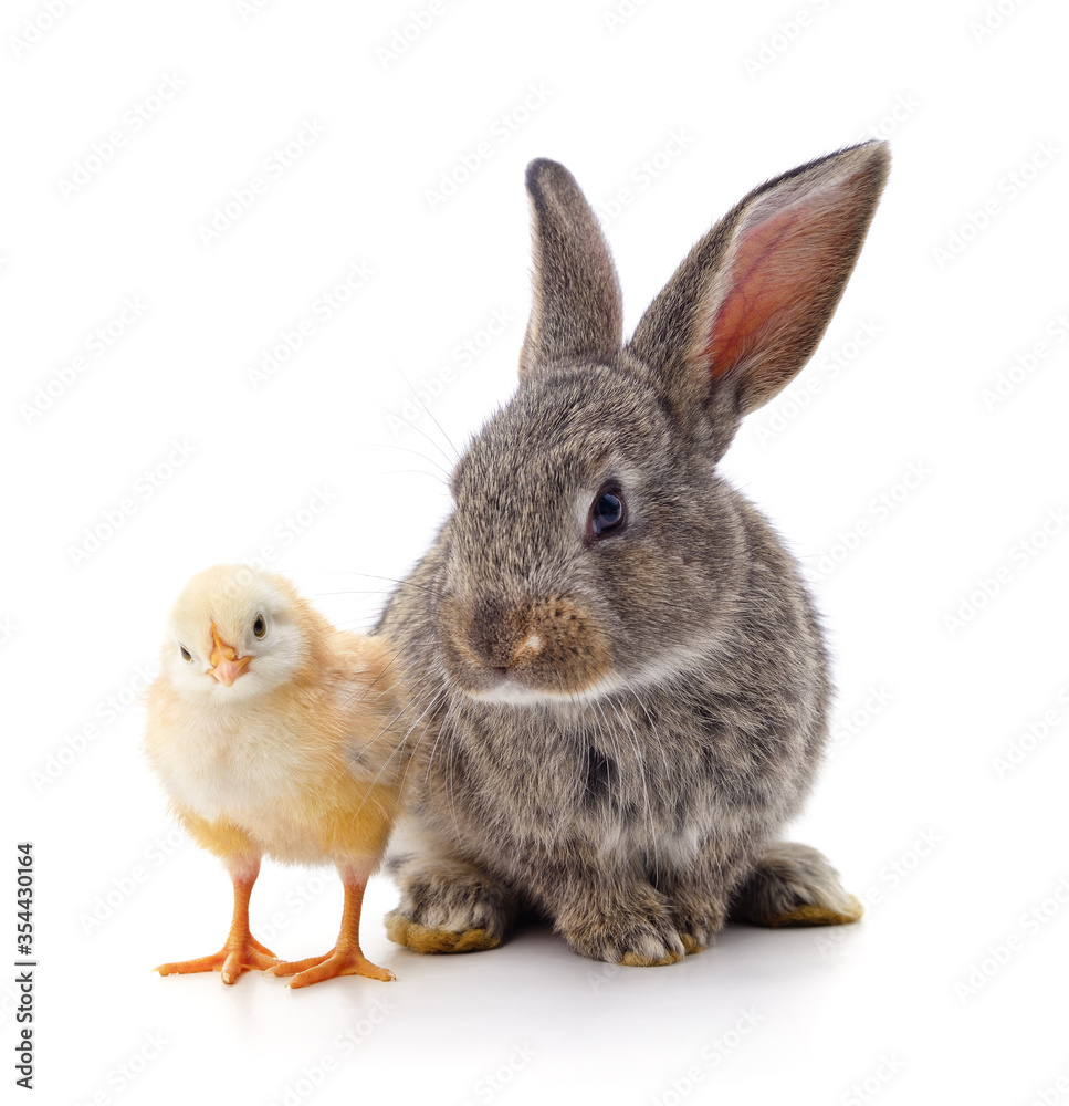 Fototapeta premium Chicken and rabbit.