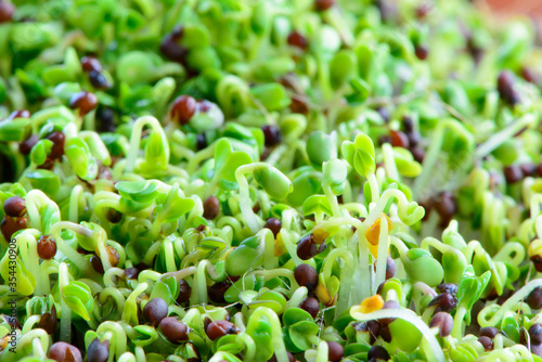 fresh micro greens seeds and green young broccoli sprouts healthy eating vegan diet