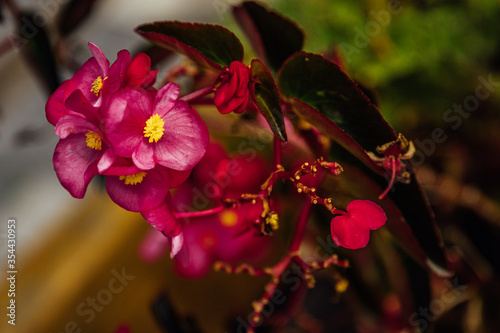 pink and yellow flowers