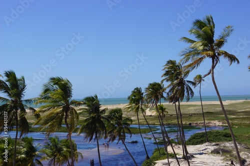 palm trees on the beach Punau RN Brazil © Frederico