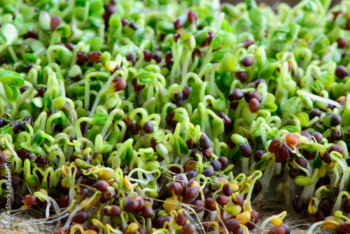 fresh micro greens seeds and green young broccoli sprouts healthy eating vegan diet