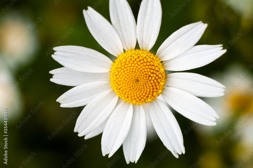 Wild Chamomile flower close-up with blurred background photography Wild Chamomile flower close-up with blurred background photography