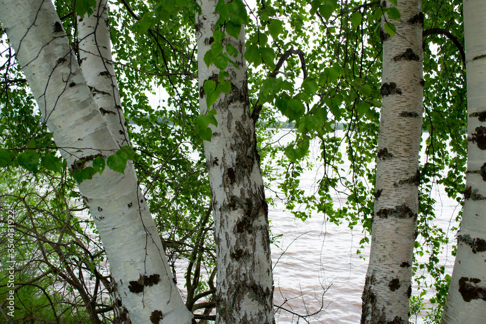 White birch trunks and branches with green leaves on the background of the river.