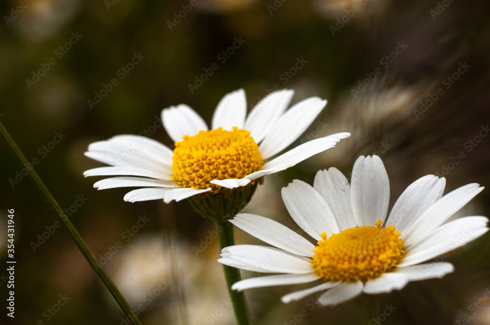 Wild Chamomile flower close-up with blurred background photography Wild Chamomile flower close-up with blurred background photography