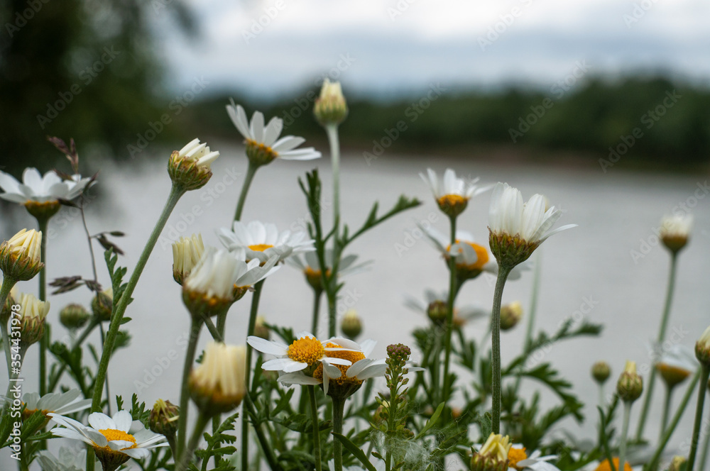Wild Chamomile flower close-up with blurred background photography Wild Chamomile flower close-up with blurred background photography