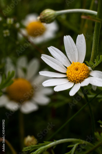 Wild Chamomile flower close-up with blurred background photography