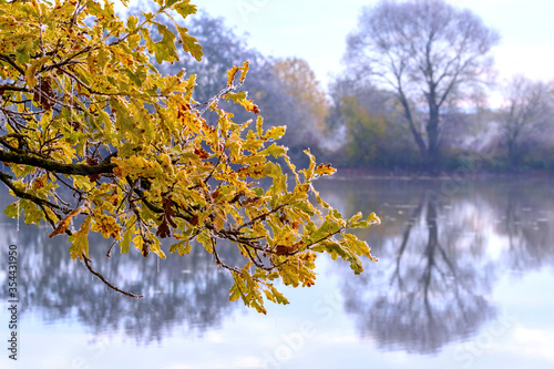Frost-covered oak branch with yellow leaves near the river, which reflects the trees